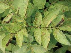 Brown Spot And Black Pit Of Potato The Other Early Blight Growing Produce