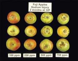 How To Identify Apple And Pear Storage Disorders Growing Produce