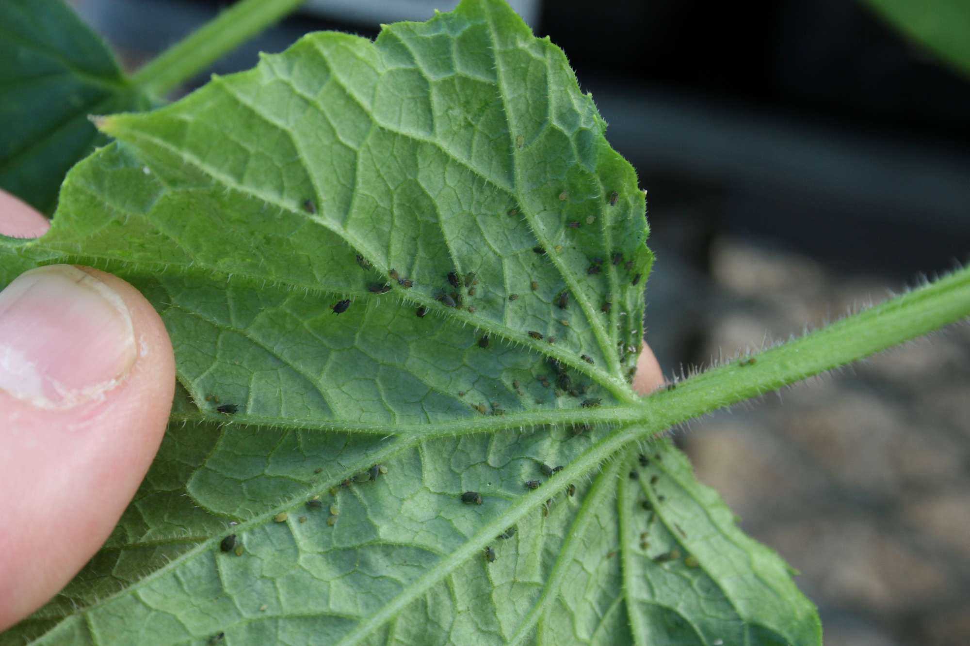 The Impact Of Insect Feeding On Vegetable Crops - Growing Produce