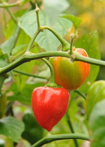 Genome Sequencing Reveals What Puts The ‘heat In Hot Peppers Growing Produce 8170