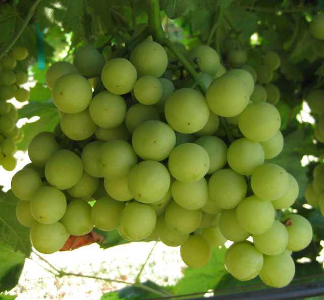 Valley Pearl Green Seedless Grapes - 2 Lbs