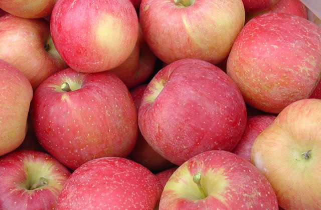 Midwest Apple Improvement Association offers varietal options for small  growers