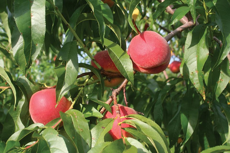 Ohio Peach Growers Hope For A Better Winter This Year Growing Produce