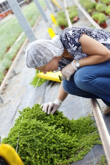 Central Coast Green Cleaner IPM Spray