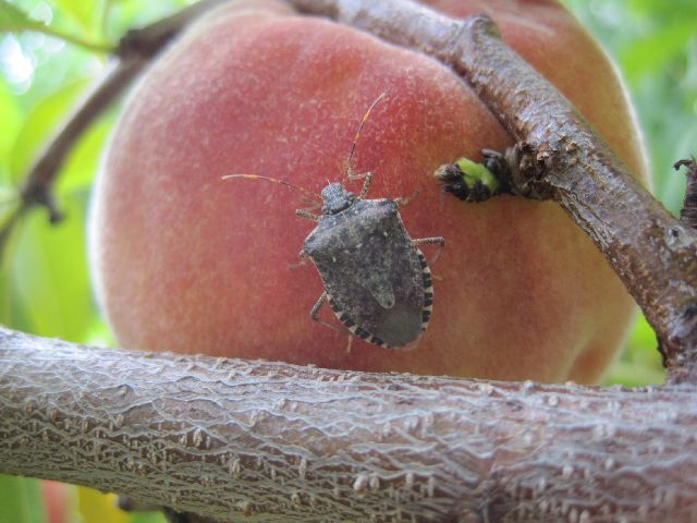 Brown marmorated stink bug