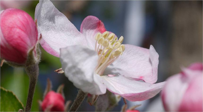 Researchers on Path To Make Apple Blossom Thinning Easier