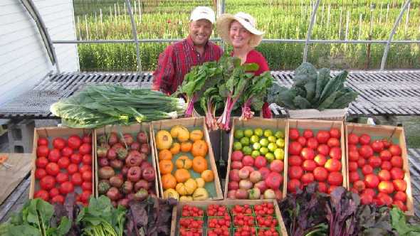 Small Family Farms Can Survive Opinion Growing Produce   Vertical Horizon Farms 