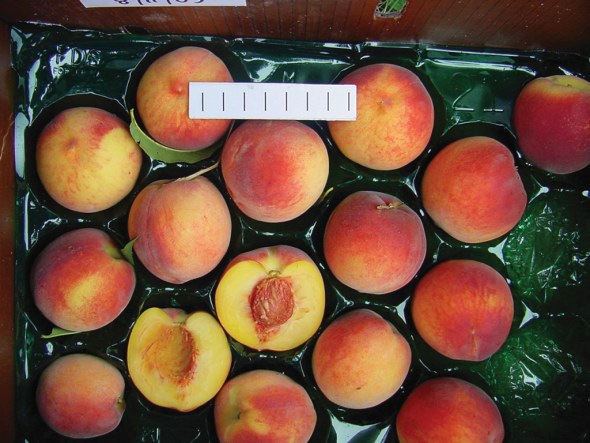 The Strong Staying Power Of The Redhaven Name In Peaches Growing Produce