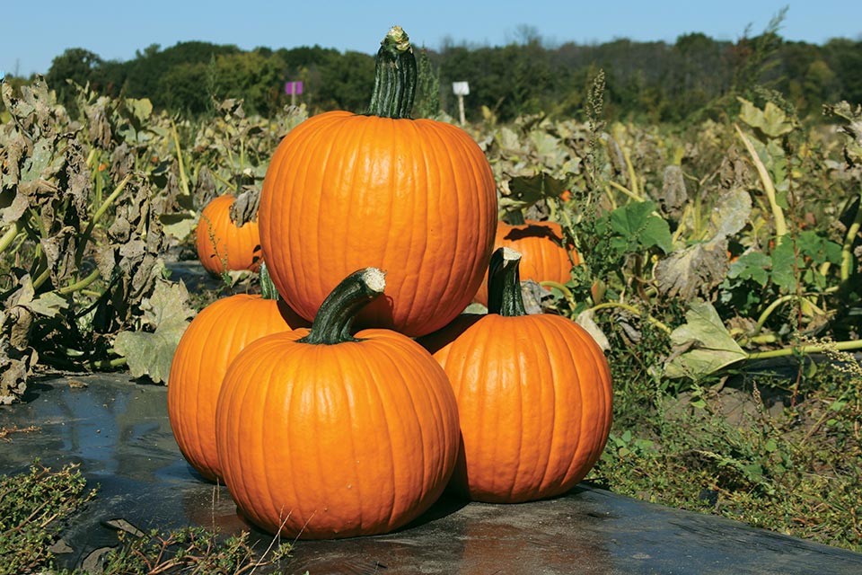 21 Pumpkin Varieties You Need To Know Growing Produce   Kratos Web 