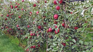 With the Cosmic Crisp, apple breeder Bruce Barritt puts fruit snobs first -  Medill Reports Chicago