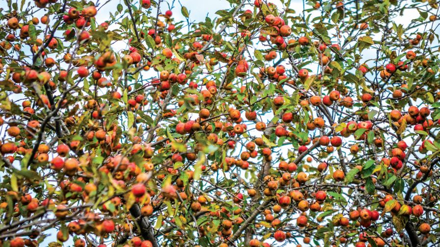 Northern Spy Apple Tree - Stark Bro's