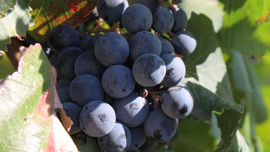 What To Know about Seasonal Calcium Accumulation in Grapevines