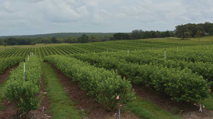 Time Is Now For Florida Blueberry Growers To Dig In Growing Produce