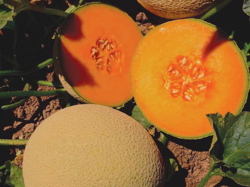 10 Cantaloupe And Melon Varieties You Need To Know Growing Produce