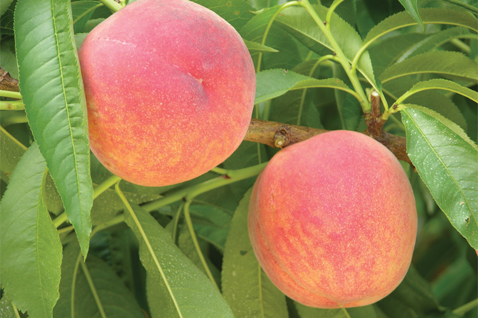 Northeast Peach Crop Rebounds Growing Produce