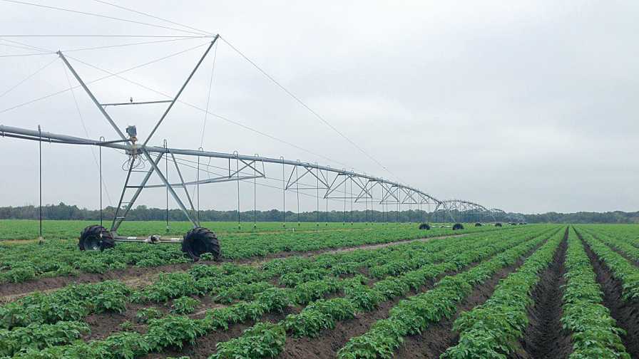 Florida Farmers Are Good For The Environment - Growing Produce