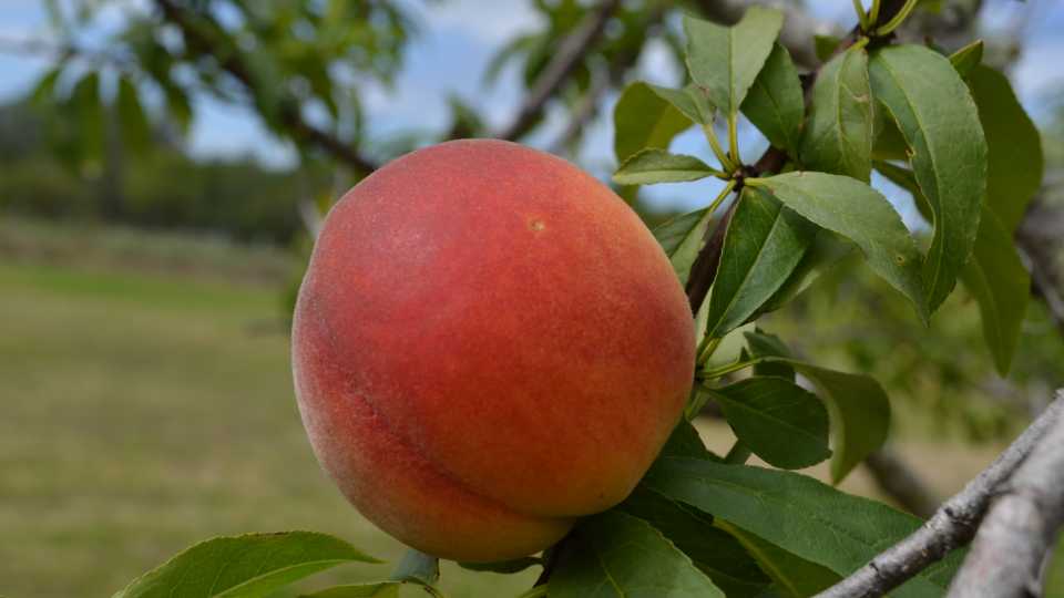 What the Future Holds for Southeast Peach Production - Growing Produce