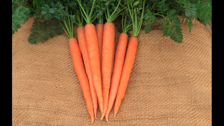 8 Carrot Varieties You Should Know About Growing Produce 