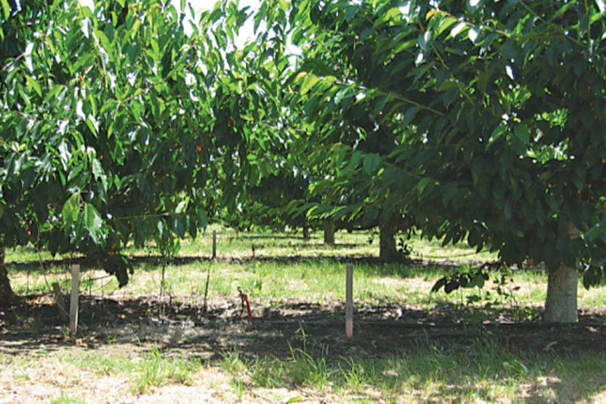Hybrid Rootstocks, Early Cherries Among Fowler Nurseries, Inc ...