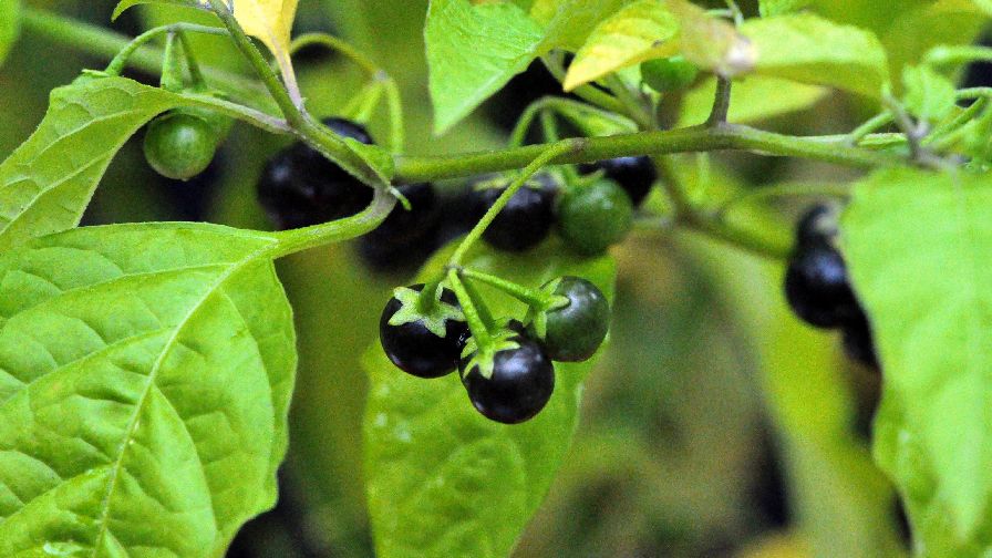 Field Scouting Eastern Black Nightshade - Growing Produce