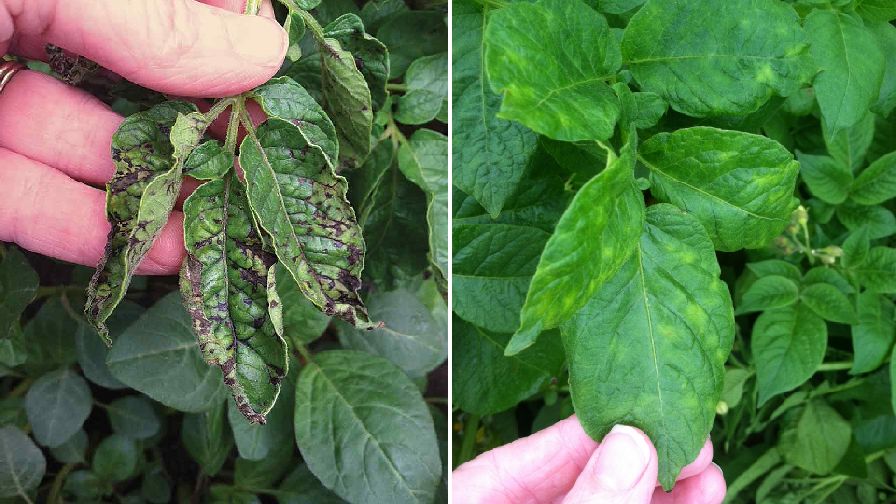 Why Potato Virus Y Needs Your Attention Growing Produce