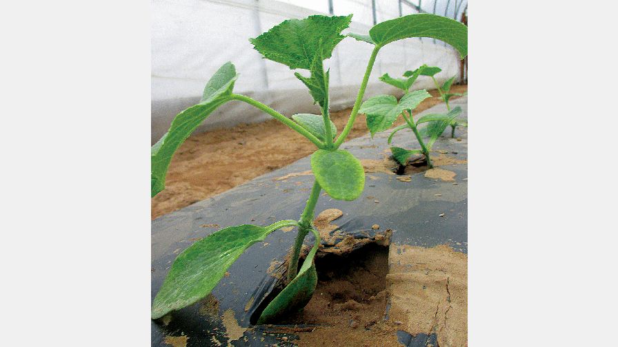 Grafting Cucumbers In High Tunnels Can Solve The Cold Factor Growing Produce 