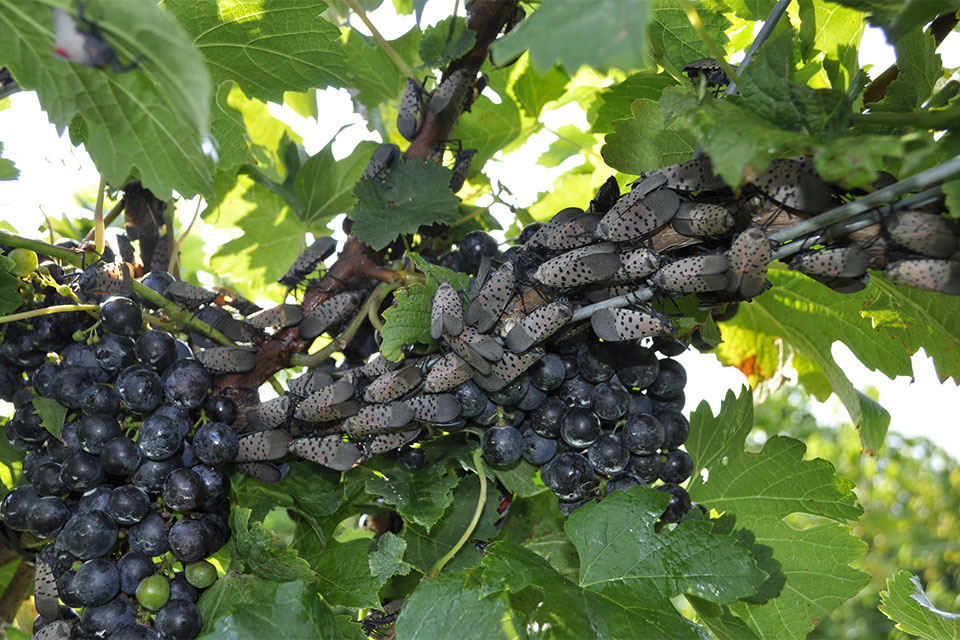 Spotted Lanternfly a Growing Foe for Ohio Agriculture