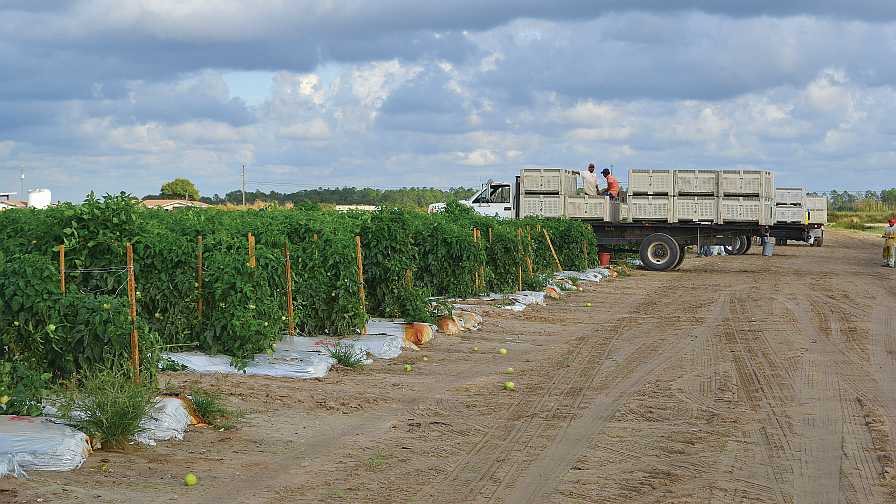 Scientists Set out to Enhance Soil Productivity for Tomato Crops