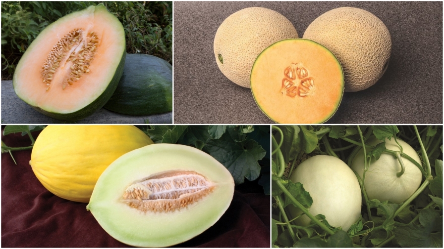 7 Specialty Melons and Why You Need to Try Them All