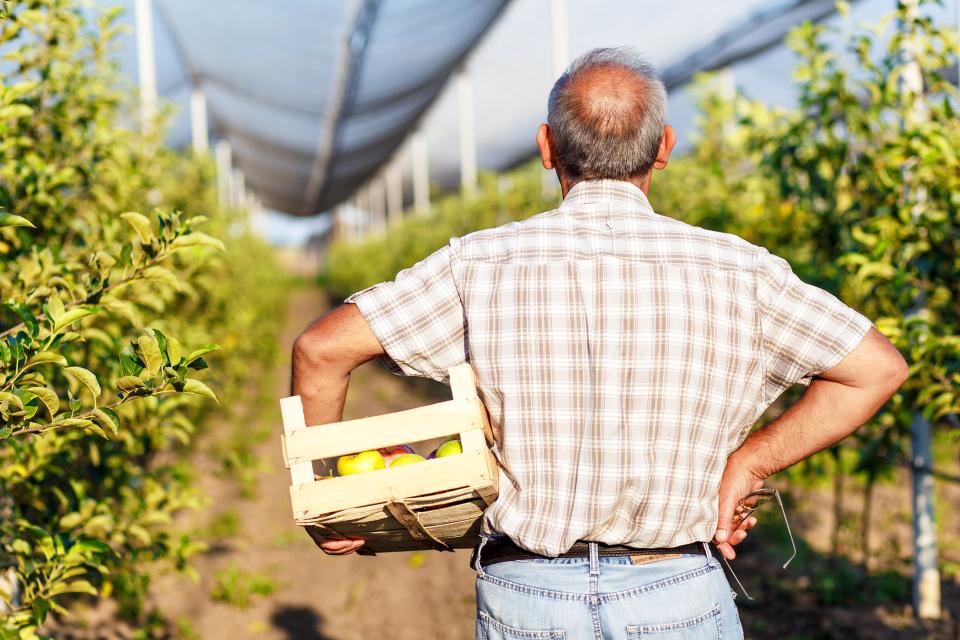 Valuable Lessons To Be Learned From Retired Fruit Growers