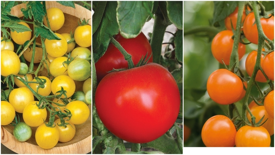 https://www.growingproduce.com/wp-content/uploads/2019/07/tomato-2019-collage-FEATURE.jpg