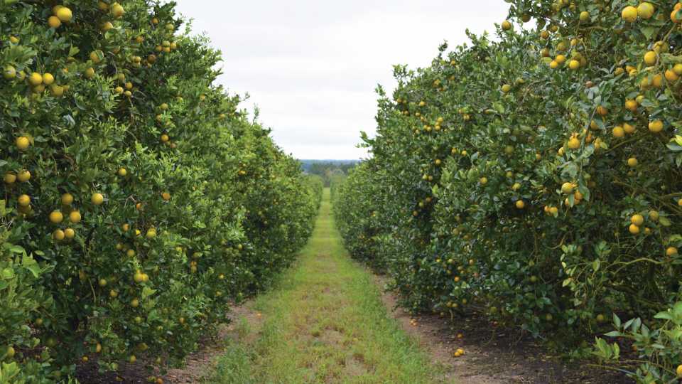 Who Will Be Among The Next Florida Citrus Hall Of Fame Inductees Its Up To You Growing Produce