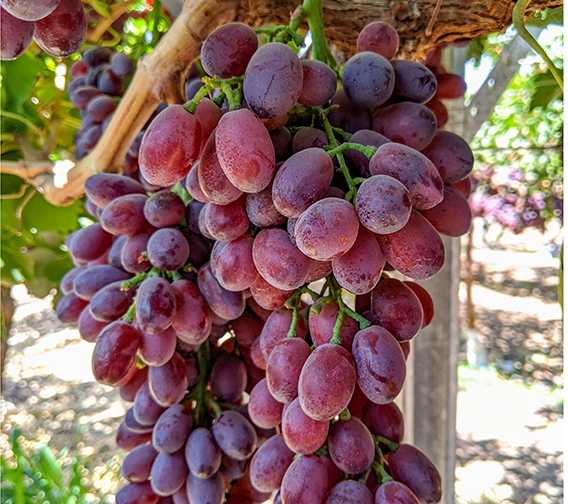 Bloom-to-Harvest Nutrition for Wine Grapes: A Science-Driven Approach