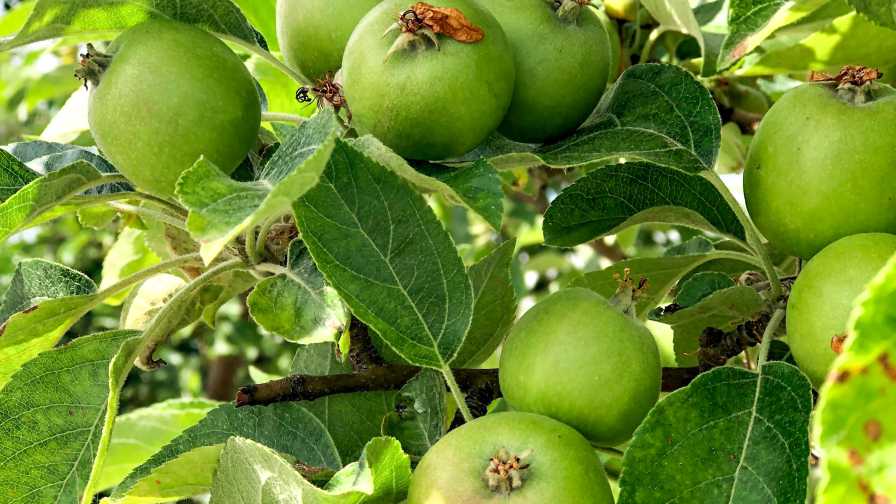 Growing Organic Apples Without Spraying – Mother Earth News