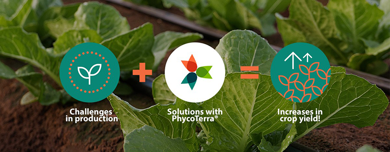 Healthy Lettuce Starts With Soil Biodiversity