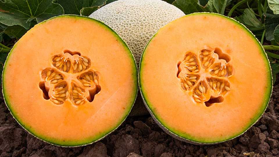 10 Cantaloupe And Melon Varieties You Need To Know Growing Produce