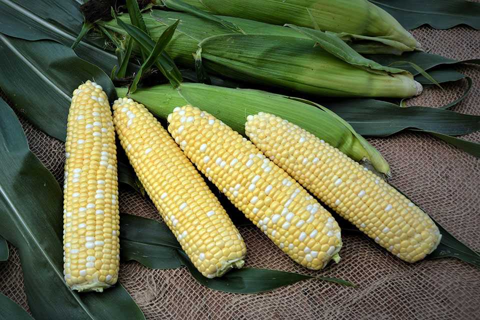 19 Must Have Sweet Corn Varieties Growing Produce