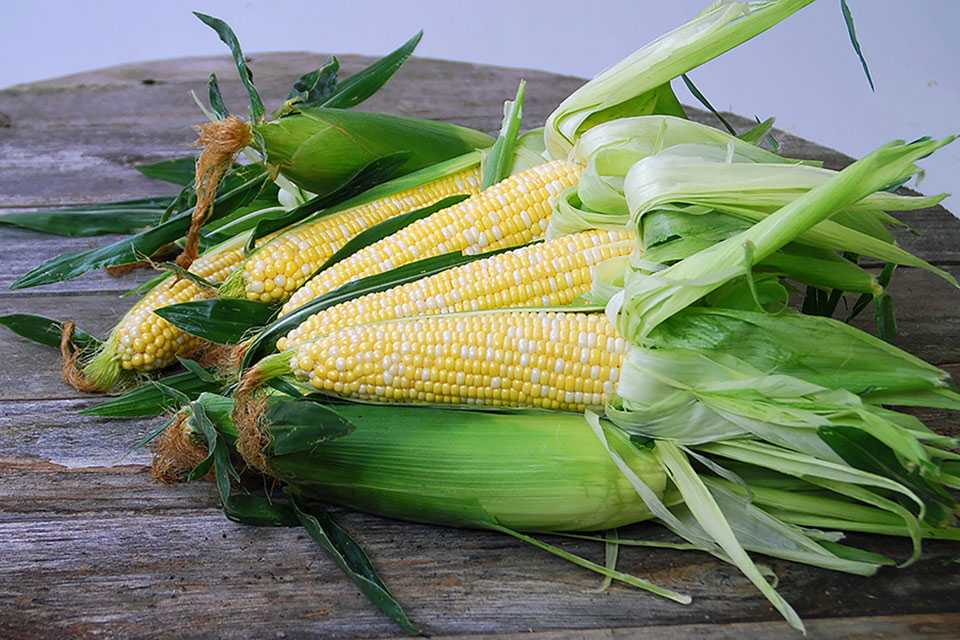 19 Must Have Sweet Corn Varieties Growing Produce