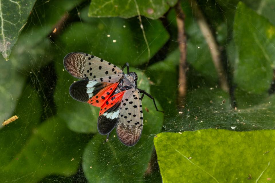 Spotted Lanternfly Invasion Continues To Spread in Michigan