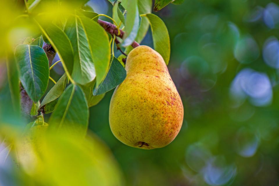 Comice Pears - Washington Comice Pear Growers - Washington Fruit