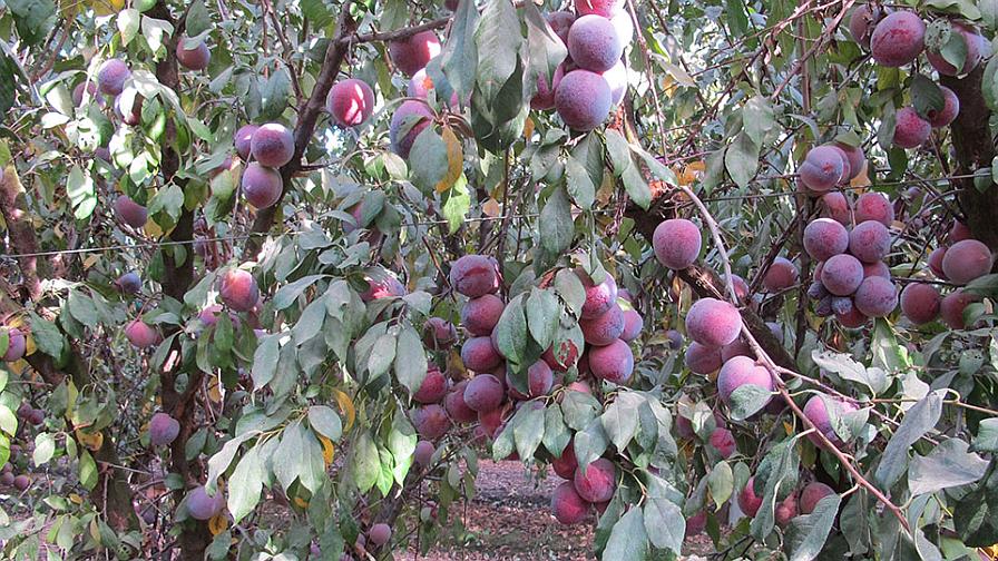 Should You Eat More Plums? • The View from Great Island