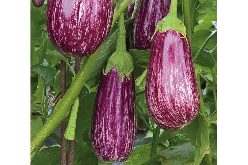 17 Eggplant Varieties You'll Want in Your Crop Mix - Growing Produce