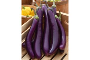 12 Red Eggplant (Scarlet) Varieties  Garden projects, Eggplant varieties,  Red