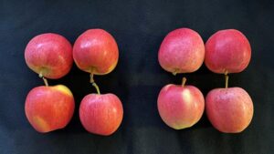 Arctic Apples: A fresh new take on genetic engineering - Science in the News