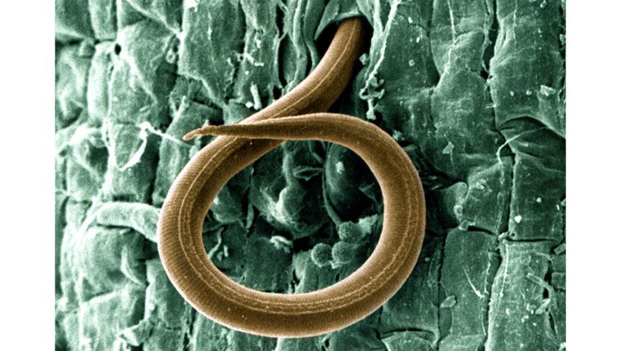 The basics of nematodes – how they can attack plant roots and you can fight  back - Vegetable Growers News