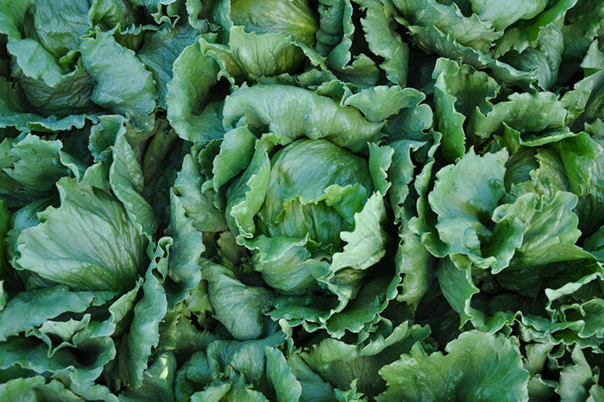 19 Great Lettuce Varieties You'll Want To Grow - Growing Produce