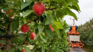 SweeTango seeking grassroots boost - Good Fruit Grower