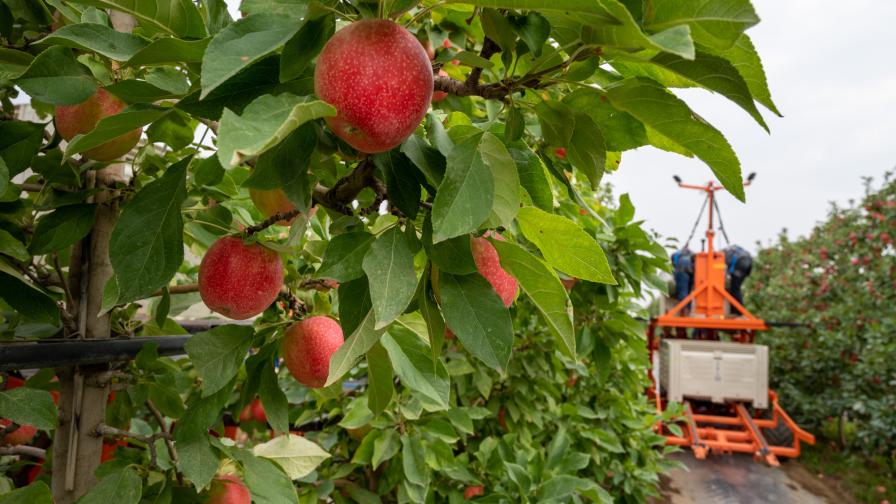 Where to Find SweeTango Apples - The Produce Moms