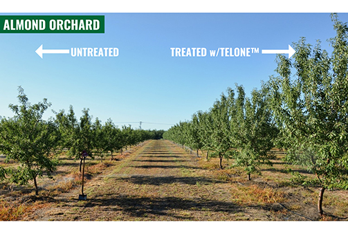 Nematode Problems in Orchard Replants Can Lead to Decades of Reduced Yield