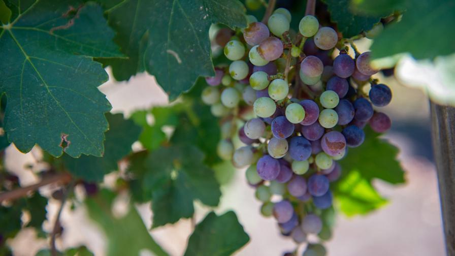 One of the Best Harvests in Recent Years for Texas Wine Grape Growers